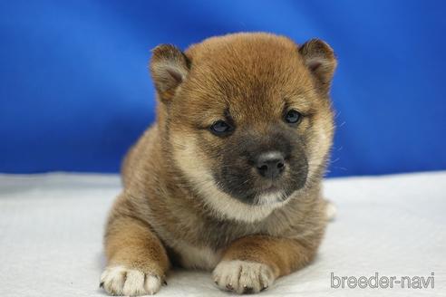 成約済の愛知県の柴犬-215214の19枚目