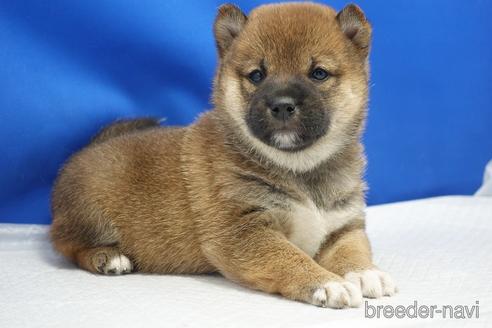 成約済の愛知県の柴犬-215214の18枚目