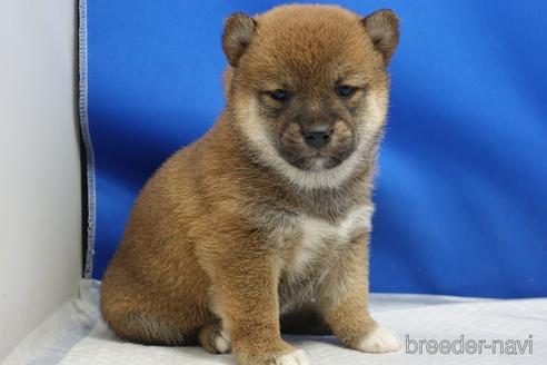 成約済の愛知県の柴犬-215216の17枚目