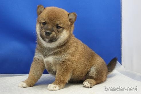 成約済の愛知県の柴犬-215216の15枚目