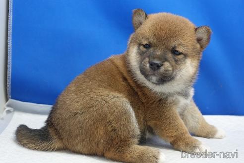 成約済の愛知県の柴犬-215216の14枚目