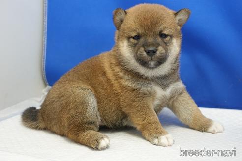 成約済の愛知県の柴犬-215216の13枚目