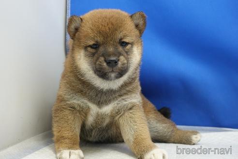 成約済の愛知県の柴犬-215216の12枚目