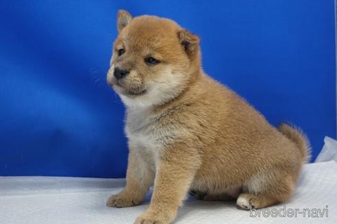 成約済の愛知県の柴犬-215218の31枚目