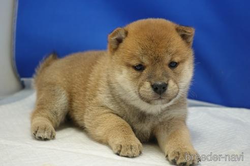 成約済の愛知県の柴犬-215218の30枚目