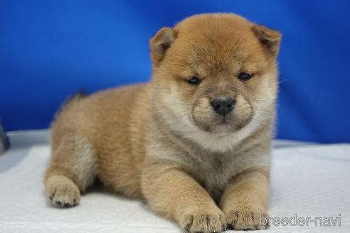 成約済の愛知県の柴犬-215218の28枚目