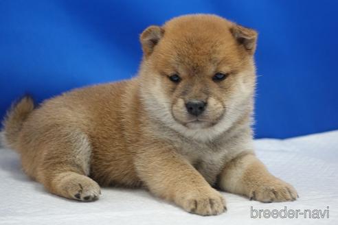 成約済の愛知県の柴犬-215218の27枚目
