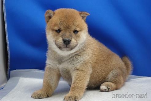 成約済の愛知県の柴犬-215218の24枚目