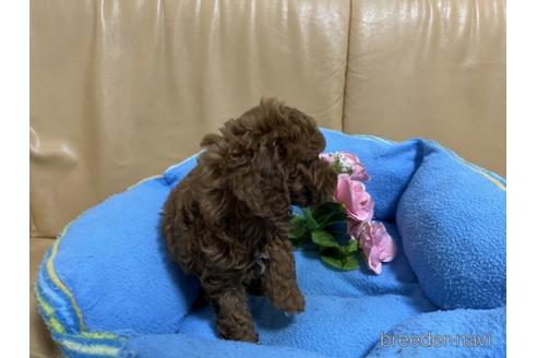 成約済の栃木県のトイプードル-215221の3枚目