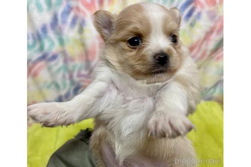 成約済の長野県のポメチワ:ポメラニアン×チワワ-215255の7枚目