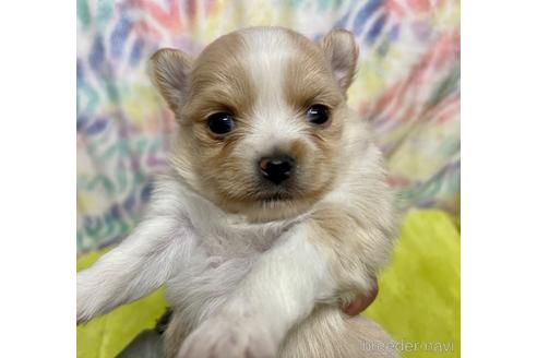 成約済の長野県のポメチワ:ポメラニアン×チワワ-215255の1枚目