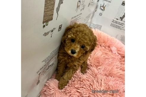 成約済の北海道のトイプードル-214281の3枚目