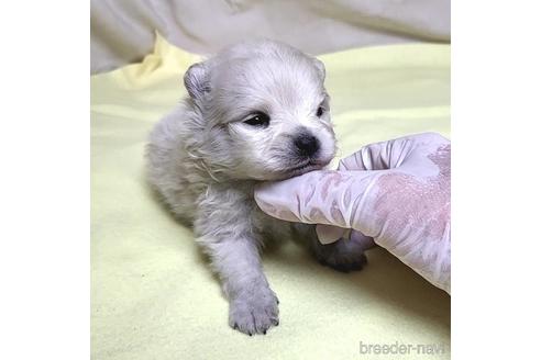 成約済の茨城県のポメラニアン-215304の14枚目