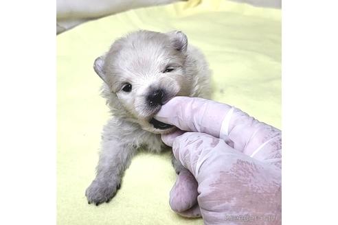 成約済の茨城県のポメラニアン-215304の12枚目