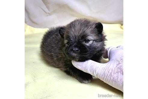 成約済の茨城県のポメラニアン-215316の29枚目