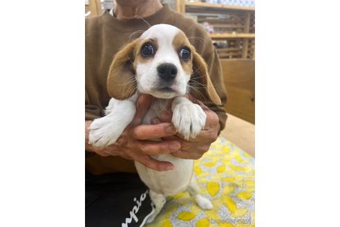成約済の大阪府のミックス犬-215323の4枚目