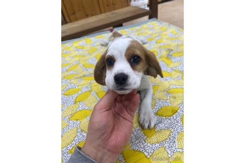 成約済の大阪府のミックス犬-215323の5枚目