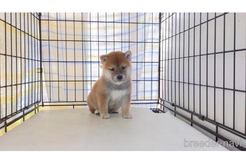 成約済の茨城県の柴犬-215353