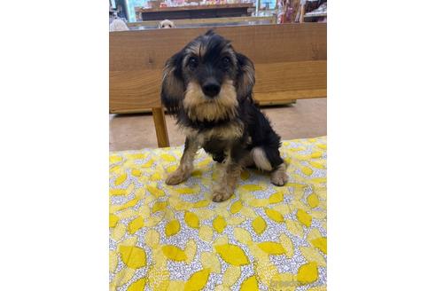 成約済の大阪府のミックス犬-215355の2枚目