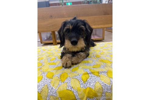 成約済の大阪府のミックス犬-215355の1枚目