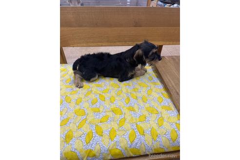 成約済の大阪府のミックス犬-215355の3枚目