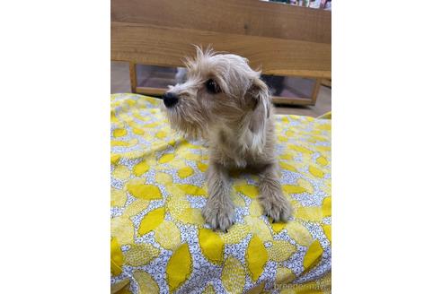 成約済の大阪府のミックス犬-215374の2枚目