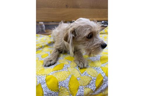 成約済の大阪府のミックス犬-215374の3枚目