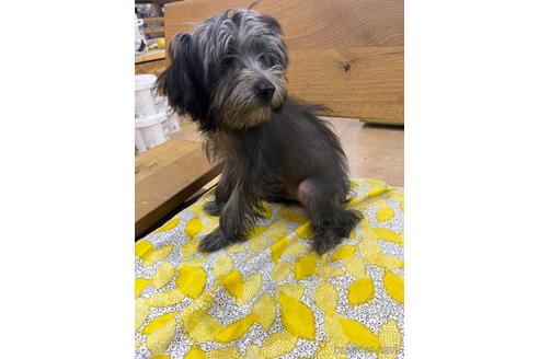 成約済の大阪府のミックス犬-215378の4枚目