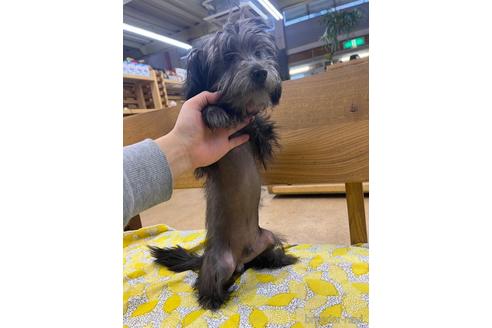 成約済の大阪府のミックス犬-215378の3枚目
