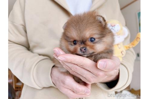 成約済の岐阜県のポメラニアン-211694の14枚目