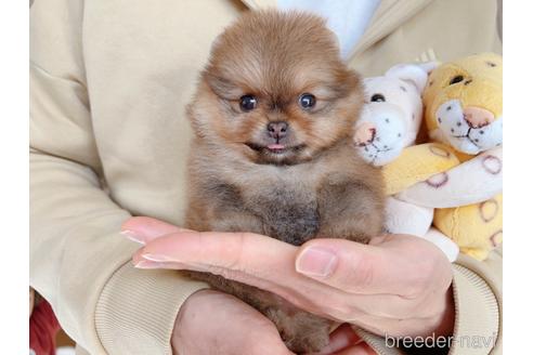 成約済の岐阜県のポメラニアン-211694の3枚目