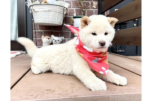 成約済の埼玉県の柴犬-211547の3枚目