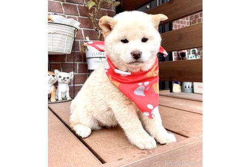 成約済の埼玉県の柴犬-211547の1枚目