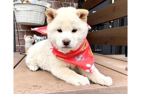 成約済の埼玉県の柴犬-211547の2枚目
