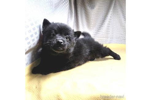 成約済の茨城県のスキッパーキ-212489の10枚目