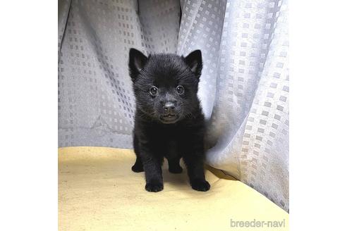 成約済の茨城県のスキッパーキ-212489の7枚目