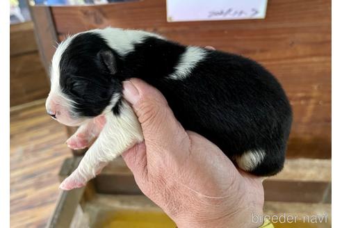 成約済の長野県のボーダーコリー-215490の1枚目