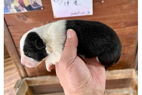 成約済の長野県のボーダーコリー-215491の2枚目