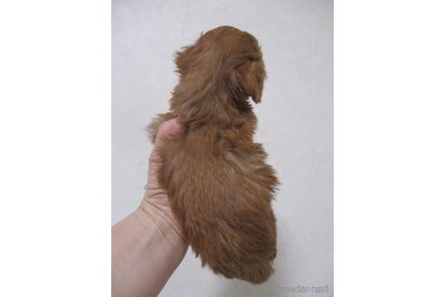 成約済の鳥取県のティーカッププードル-213151の2枚目