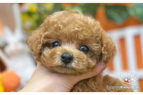 成約済の愛知県のタイニープードル-215572