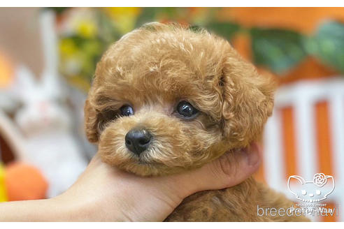 成約済の愛知県のタイニープードル-215572の5枚目