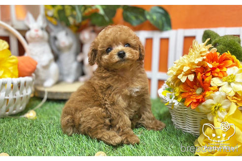 成約済の愛知県のタイニープードル-215572の2枚目