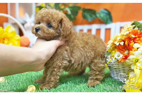 成約済の愛知県のタイニープードル-215572の3枚目