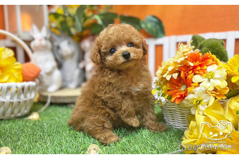 成約済の愛知県のタイニープードル-215572の4枚目