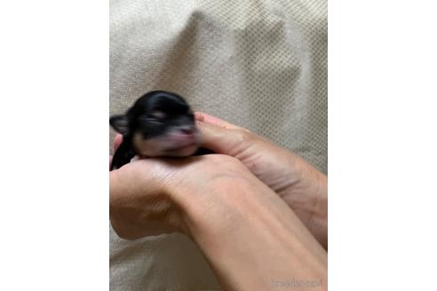 成約済の千葉県のチワワ(ロングコート)-215577の55枚目