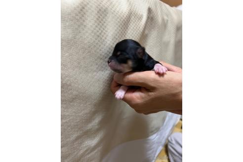 成約済の千葉県のチワワ(ロングコート)-215577の54枚目