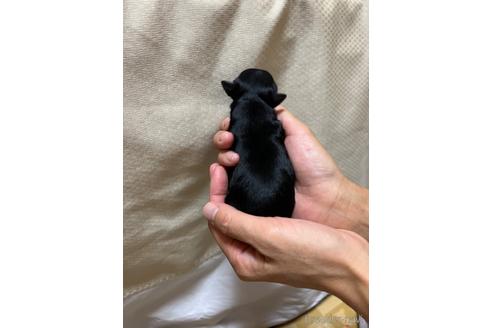 成約済の千葉県のチワワ(ロングコート)-215577の53枚目