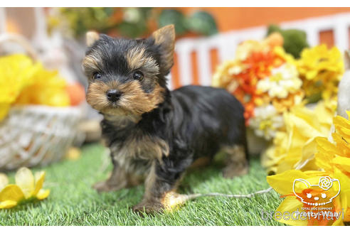 成約済の愛知県のヨークシャーテリア-215582の4枚目