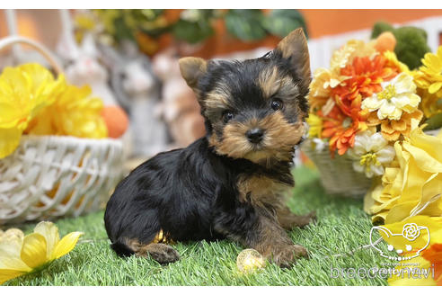 成約済の愛知県のヨークシャーテリア-215582の5枚目