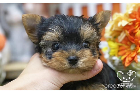 成約済の愛知県のヨークシャーテリア-215582